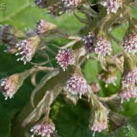 Butterbur